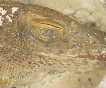 �������������