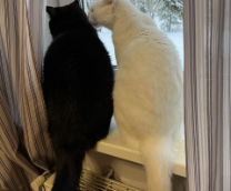 ������ �����, ����� ���