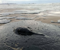 �������� �� ������ ����