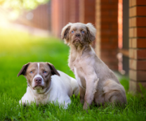 ����������� (����� �����, ��������) ����� �����