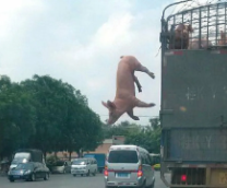 ������� �� �������?