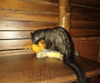 ���-�����