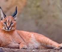 ������� �����