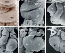 ������� ���. �� ������� � ��������