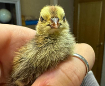 �������� ��