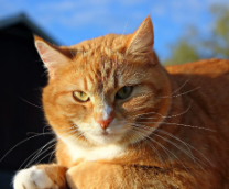 ����������� ���