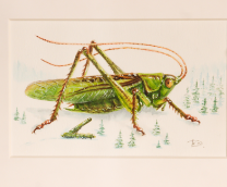 ����� �����