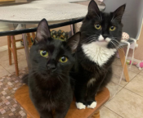 ��� �������� �������