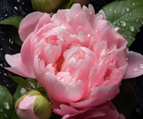 ������ �������