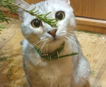 �����,,������ �����