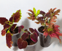 �������.�����. ��������� 2025