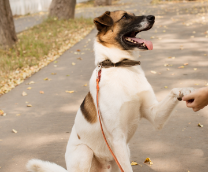 ������� � ������� � ������ ����