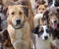 ����� ������ ������ ������