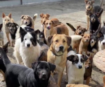 ����� ������ ������ ������