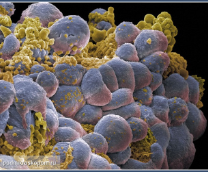 ������� ������ ����. ����������� �� ������������