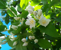 ��� ����� � ����������� ��������