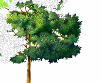 ��������� ___ /