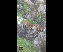 ���-����� 2025