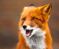 ������� �������� ����. ��������.