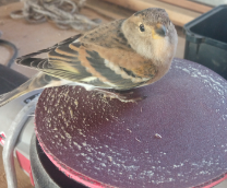 ������ �������