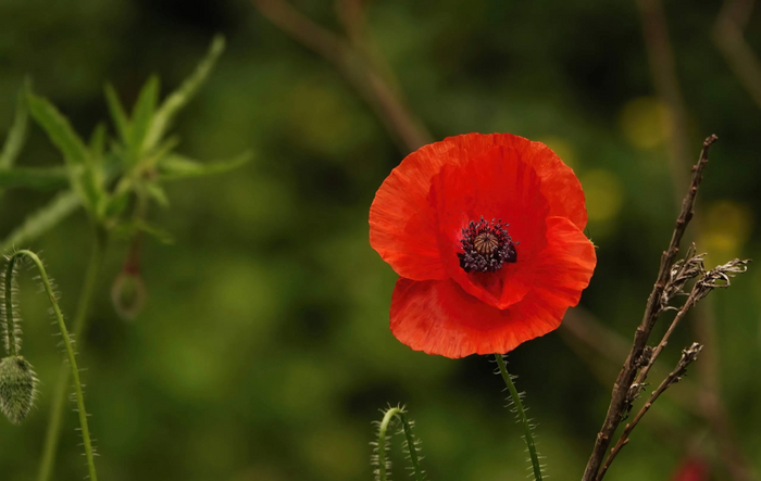 Красный мак