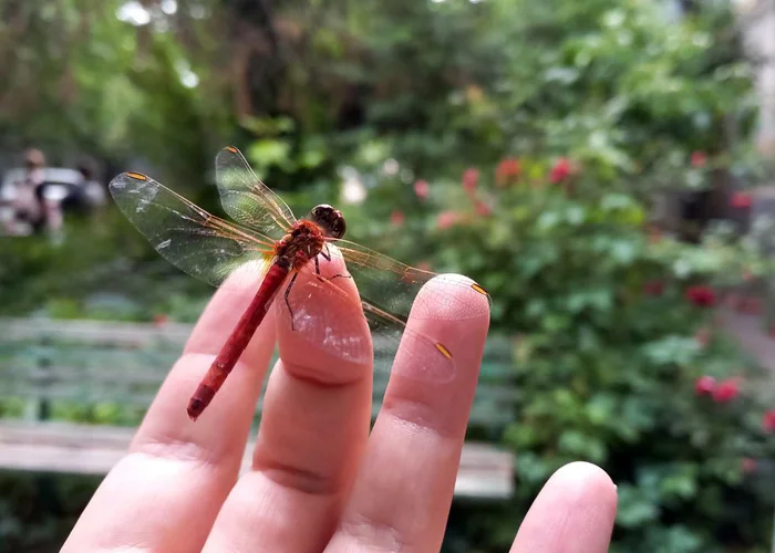 Red dragonfly - My, The photo, Dragonfly, Insects, Krasnodar