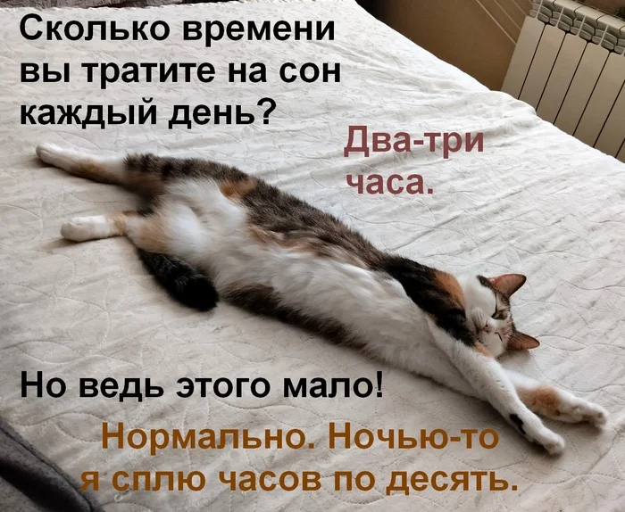 Keep a daily routine - My, Pets, Funny animals, Milota, Tricolor cat, Memes, Meme Pets, Picture with text, Dream, cat