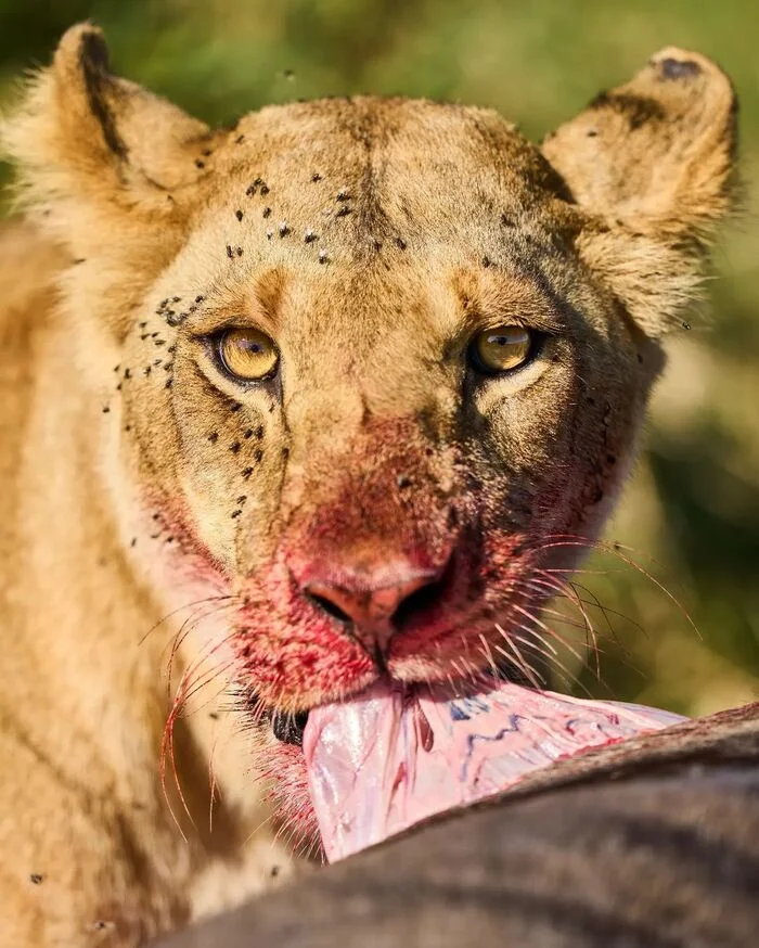 Lioness enjoys the bounty of the Serengeti - Lioness, a lion, Big cats, Cat family, Predatory animals, Wild animals, wildlife, National park, Serengeti, Africa, The photo, Blood, Mining, Meat