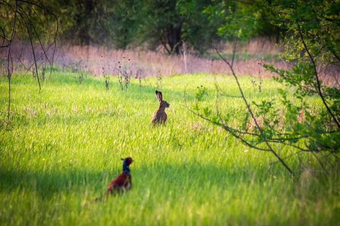 Random frame - My, wildlife, Nature, The photo, Canon, Hare, The nature of Russia, Steppe, Pheasant