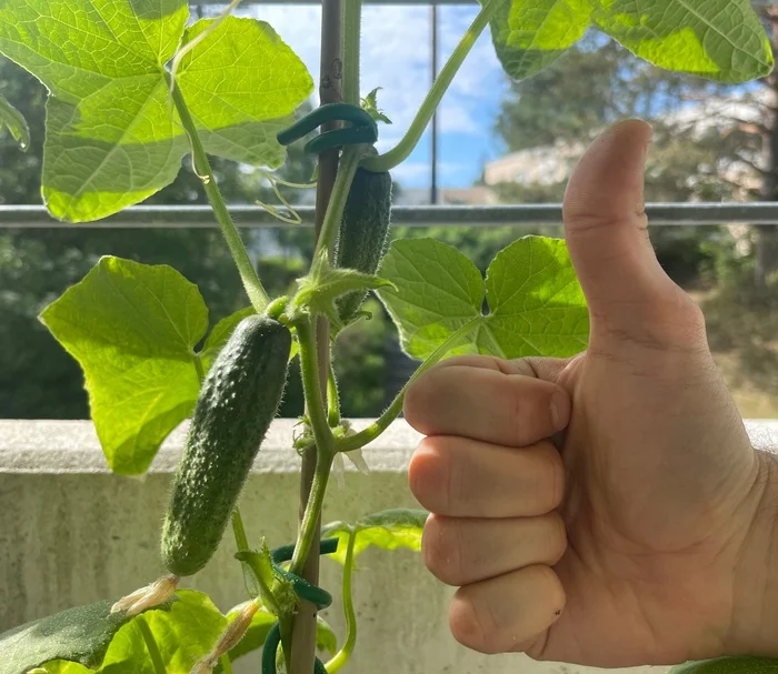 The first cucumbers have arrived) - My, The photo, Cucumbers, Gardening, Balcony