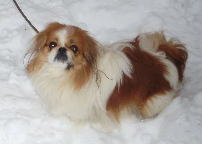 Memory... - Pekingese, Rainbow, Pets, Dog, Friend