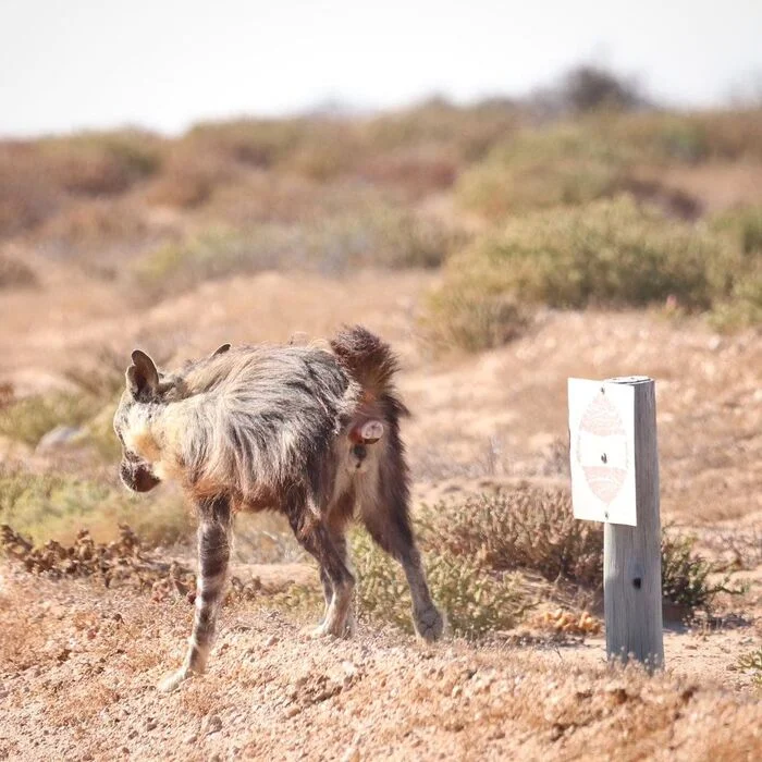 Hyena marks territory - Hyena, Brown hyena, Predatory animals, Wild animals, wildlife, Namib Desert, South Africa, The photo, Defecation, Road sign, Flag Territory