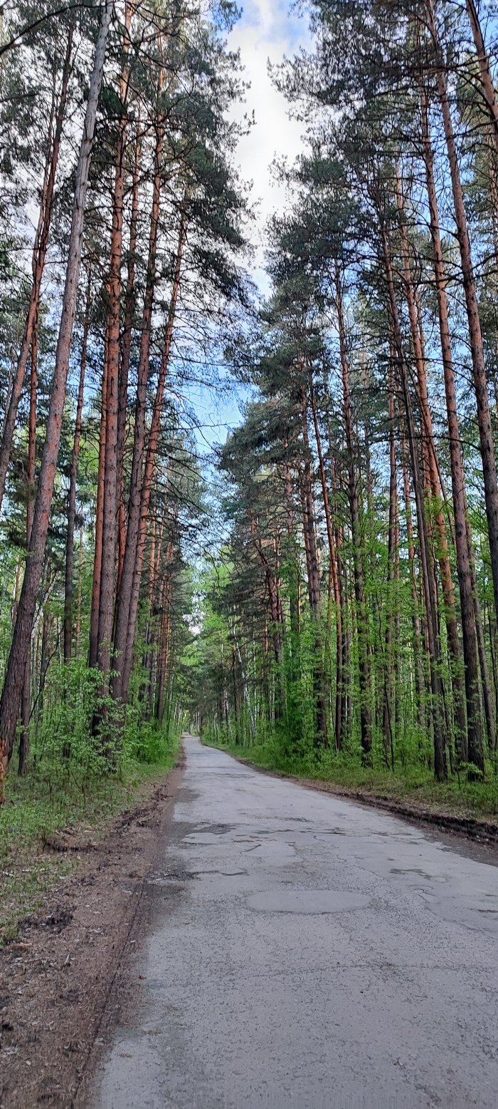 Дорога в лесу | Пикабу