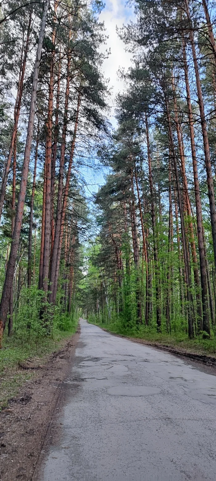 Дорога в лесу - Моё, Природа, Бор, Длиннопост