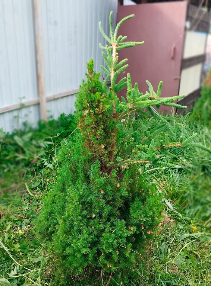 An ordinary Christmas tree grows on a Canadian spruce - My, Plants, Growing, Garden, Dacha, Longpost