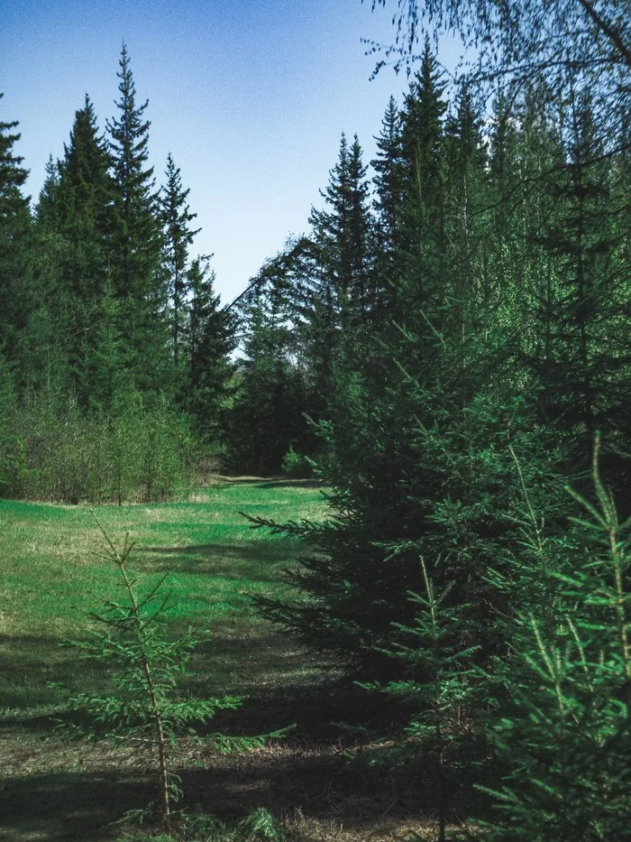 Green. post for yourself - My, Forest, Photographer, The photo, Landscape, Longpost