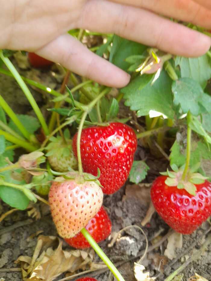 I cook while it's cooking - My, Jam, Strawberry jam, Strawberry (plant), Longpost