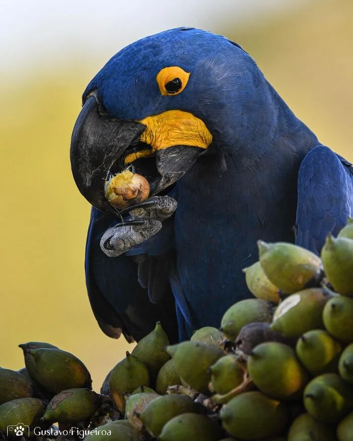 May 31 is World Parrot Day - Macaw parrots, A parrot, Birds, Wild animals, wildlife, South America, The photo, World Day