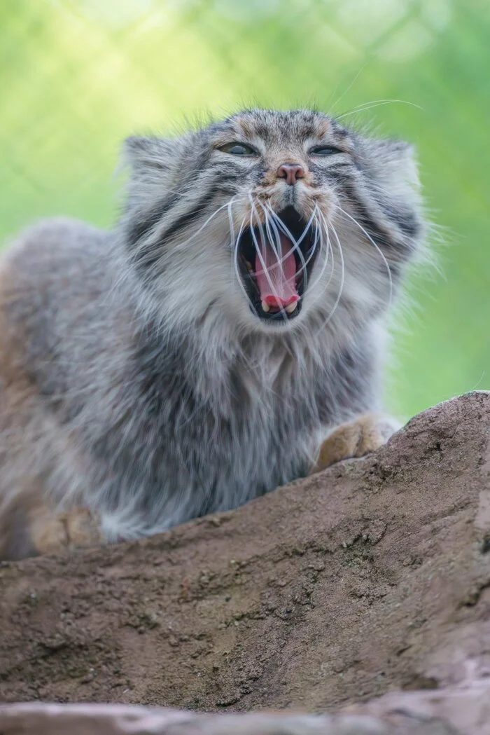 When I got up, then it was morning - Wild animals, Zoo, Predatory animals, Cat family, Pallas' cat, Small cats, Yawn