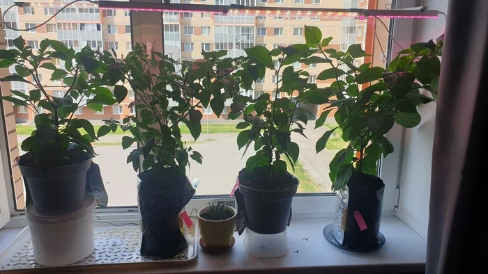 I'm just showing) - My, Gardening, Hot peppers, Houseplants, Longpost