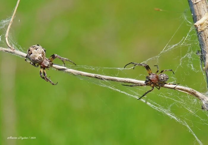 A pair of Hornbills (Larinioides cornutus) - My, Spider, Arachnology, Spider-Cross, Arachnids