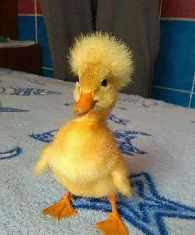 Find the best name for this duckling - Ducklings, Animals