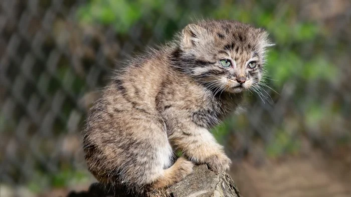 Loloshata - Wild animals, Predatory animals, Cat family, Small cats, Pallas' cat, Young, Zoo, Novosibirsk Zoo, Longpost