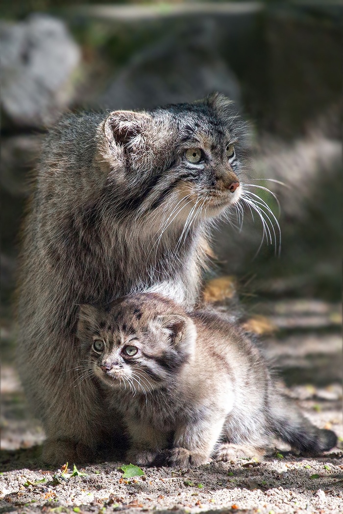 фото Виктор Шпаков