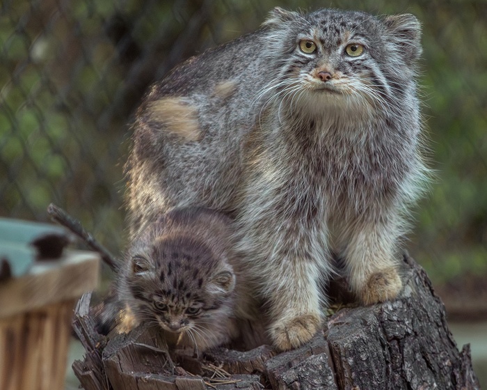 фото Владимир Габов