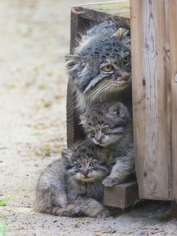 фото Владимир Габов