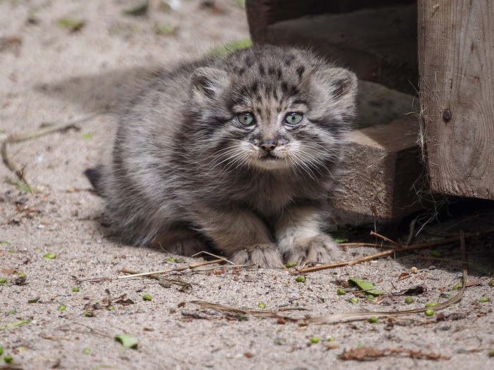 фото Владимир Габов