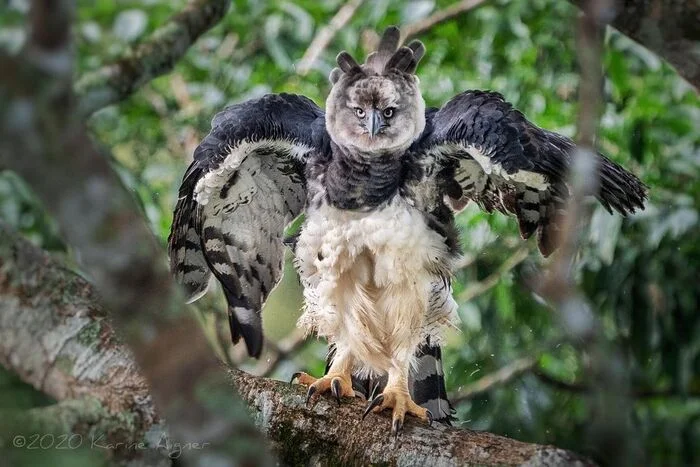 Mother and child - Birds, South American Harpy, Hawk, Chick, Predator birds, Wild animals, wildlife, South America, The photo