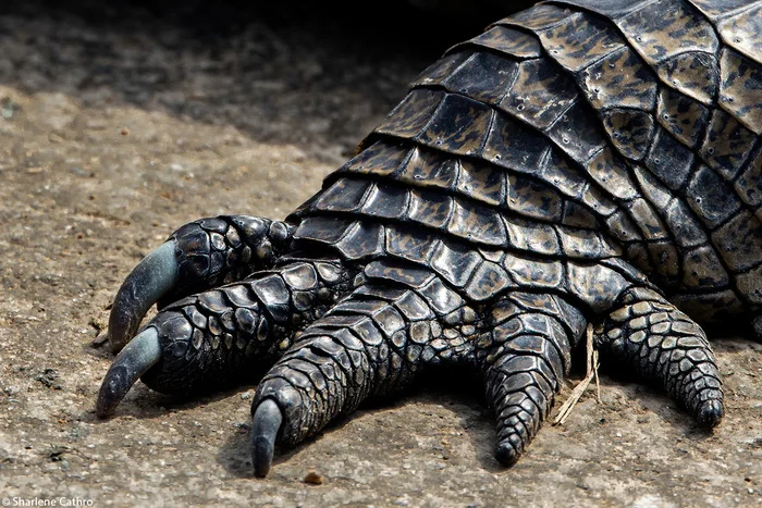 Crocodile paw - Crocodiles, Reptiles, Wild animals, wildlife, Kruger National Park, South Africa, Paws, The photo