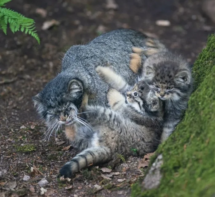 Happy mother's face - Pallas' cat, Small cats, Cat family, Predatory animals, Wild animals, Zoo, The photo, Young